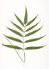 Fern Print Set, Fern Prints set of 8, set of 8 fern prints | Prints by Capricorn Press. Item composed of paper in boho or minimalism style
