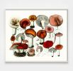 Mushroom Decor, Red and Orange Mushroom Art Print, Kitchen | Prints by Capricorn Press. Item made of paper works with boho & minimalism style