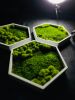 Honeycomb Hexagon Moss Wall Art | Wall Hangings by Moss Art Installations