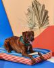 Ziggy Dog Bed | Pillow in Pillows by MINNA