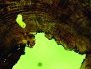 LichenIt - Wood and Resin decorative lighting display | Mixed Media by Scott Williams - Unique Originals