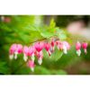 Photograph • Bleeding Hearts, Flowers, Nature, Floral | Photography by Honeycomb. Item made of metal with paper