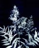 Colorado Alpine Flower Three | Prints in Paintings by Kathy Ferguson Art