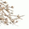 Alan Mizrahi DV5623 Bloom Vivant | Pendants by Alan Mizrahi Lighting Design