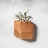 GEORGIA Cherry Air Plant Holder | Planter in Vases & Vessels by Untitled_Co