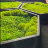 Honeycomb Hexagon Moss Wall Art | Wall Hangings by Moss Art Installations