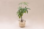 4" Braided Money Tree Plant + Bachao Planter Basket | Plants & Flowers by NEEPA HUT. Item made of wood