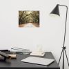 Live Oak Trees and Spanish Moss Roadway Rustic Farmhouse Art | Photography by PIPA Designs