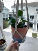 Macrame Plant Hanger | Plants & Landscape by Rosie the Wanderer. Item composed of cotton