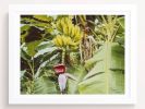 Watching bananas sleep | Photography by She Hit Pause. Item composed of paper