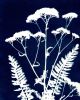 Yarrow Three | Prints in Paintings by Kathy Ferguson Art