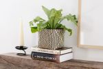 6" Bird's Nest Fern + Basket | Planter in Vases & Vessels by NEEPA HUT. Item composed of wood