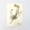 Vintage Pressed Botanical #18 | Pressing in Art & Wall Decor by Farmhaus + Co.