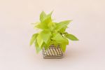 6" Neon Pothos + Planter Basket | Plant Hanger in Plants & Landscape by NEEPA HUT. Item made of wood