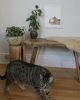 Tabby Cat Art Print, Brünnhilde Valkyrie Costume Wall Art | Prints in Paintings by The Ugly Cat Studio
