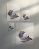 Fat Pigeon Fine Art Print, Funny Bird Wall Art, Seoul Subway Animal Painting | Prints in Paintings by The Ugly Cat Studio
