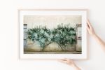 Rustic Mediterranean art, "Rose Twins" photography print | Photography by PappasBland. Item composed of paper in country & farmhouse or mediterranean style