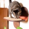 Cat Shelves : Wall Mounted Floating Cat Steps With Scratcher | Shelving in Storage by Spacecraft Furnishing
