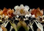 Five in Formation - Burnt Umber | Photography by Joanie Landau