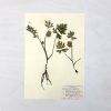 Vintage Pressed Botanical #4 | Pressing in Art & Wall Decor by Farmhaus + Co.