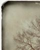 Winter Tree | Photography by Louise O'Gorman