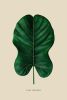 Botanical Wall Art Print Set of 17, Minimalist Plant Prints, Neutral Green Gallery Wall, Printable Botanical Posters, Digital Download Decor | Digital Art in Art & Wall Decor by Colorize Paper Studio