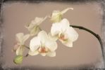 Orchid | Photography by Louise O'Gorman