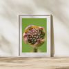 Photograph • Dogwood Blooms, Florals, Spring, PNW, Macro | Photography by Honeycomb. Item made of metal with paper
