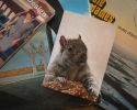 Squirrel with Bagel Greeting Card – Wildlife Art Birthday Card (5"x7") | Gift Cards by The Ugly Cat Studio