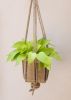 6" Neon Pothos + Hanging Planter Basket | Plant Hanger in Plants & Landscape by NEEPA HUT. Item composed of wood and fiber