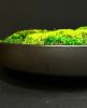 Moss Bowl Centerpiece | Decorative Bowl in Decorative Objects by Moss Art Installations