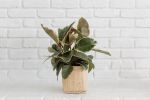 6" Tineke Rubber Plant + Basket | Planter in Vases & Vessels by NEEPA HUT. Item made of wood