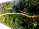 Statement Wall Art, Green Moss Wall Art Real Large Plant | Living Wall in Plants & Landscape by Sarah Montgomery