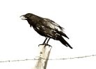 Raven's Call | Prints by Brazen Edwards Artist. Item composed of canvas and paper