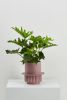 Roma Planter | Vases & Vessels by Capra Designs