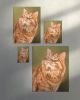Orange Tabby Cat Fine Art Print | Prints in Paintings by The Ugly Cat Studio