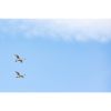 Photograph • Trumpeter Swans, PNW, Oregon, Bird Photography | Photography by Honeycomb. Item composed of metal and paper in minimalism style