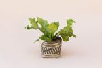 6" Bird's Nest Fern + Basket | Planter in Vases & Vessels by NEEPA HUT. Item composed of wood
