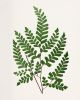 Fern Print Set, Farmhouse set of 6 fern prints, Cottagecore | Prints by Capricorn Press. Item composed of paper compatible with boho and country & farmhouse style