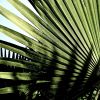 Shadow Palm | Photography by Neon Dunes by Lily Keller