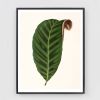 Antique Botanical Print Set of 8 leaf prints on fine art | Prints by Capricorn Press. Item composed of paper in boho or country & farmhouse style