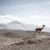 The Lone Llama | Photography by Louise O'Gorman
