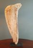 Driftwood Sculpture "Fang" | Sculptures by Sculptured By Nature  By John Walker. Item composed of wood compatible with minimalism style