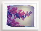 Ecuador Flowers | Photography by She Hit Pause. Item composed of paper
