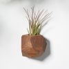 GEORGIA Walnut Air Plant Holder | Planter in Vases & Vessels by Untitled_Co