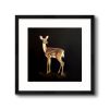Damselfly - Square | Prints by Western Mavrik