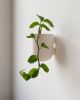 Bender Wall Planter | Vases & Vessels by Misewell