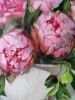 Pink peony painting original canvas art, Flowers art | Oil And Acrylic Painting in Paintings by Natart. Item composed of canvas & synthetic compatible with contemporary style