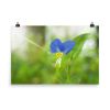 Asiatic Dayflower Floral Nature Photo Wall Art Print | Photography by PIPA Designs