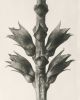 Set of 9 botanical prints by Karl Blossfeldt | Photography by Capricorn Press. Item made of paper works with boho & minimalism style